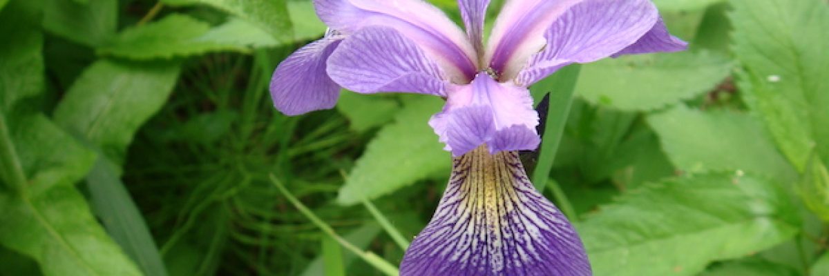 Iris versicolor L. (Northern blue-flag)